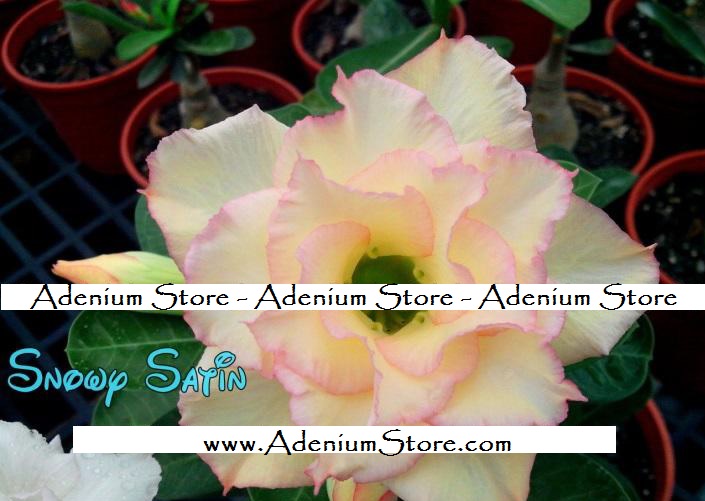 Adenium Obesum \'Snowy Satin\' 5 Seeds